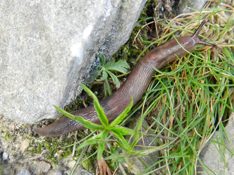 Limax alpinus & Arion dal Val Veddasca (VA)